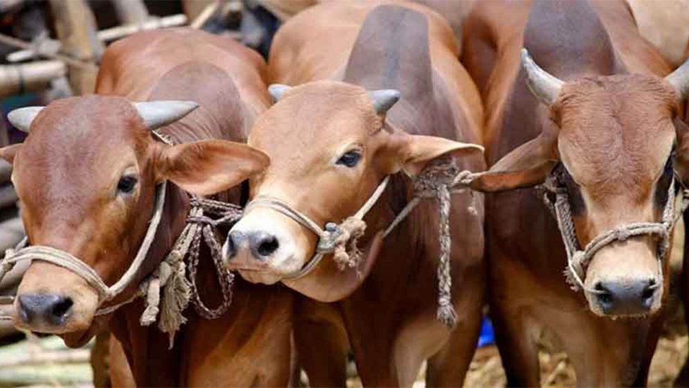 Cow