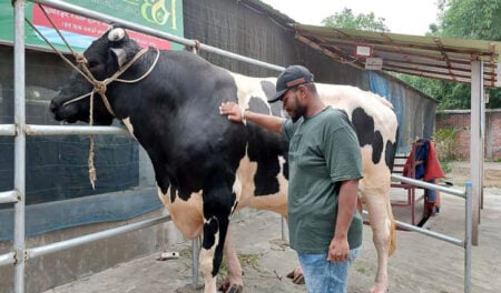 Cow