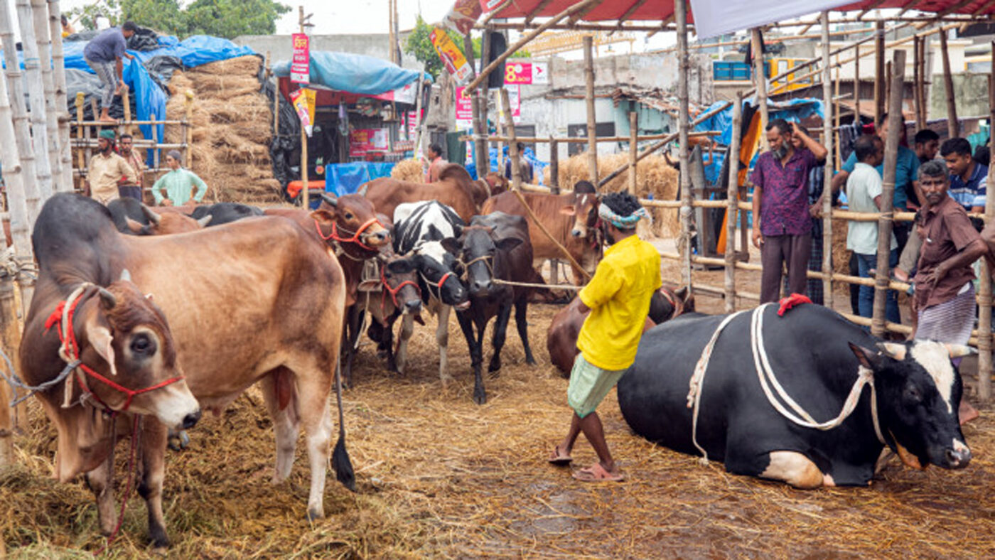 Cow Haat