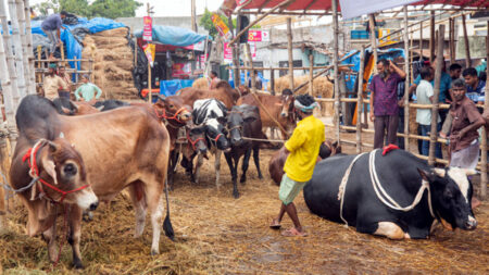Cow Haat