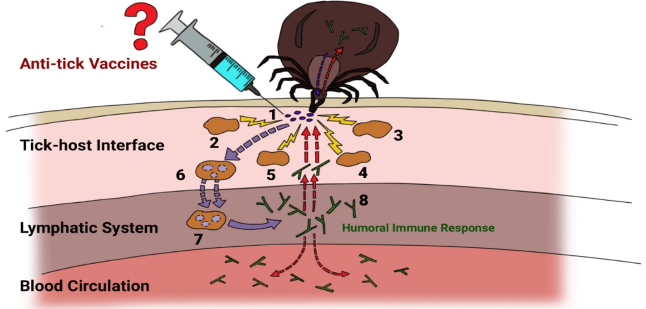 Emerging Vaccine Potential in Animal Tick Resistance