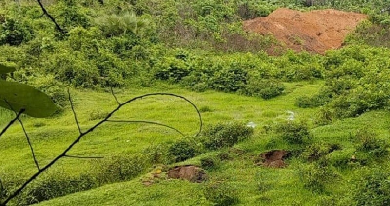 Feny Border