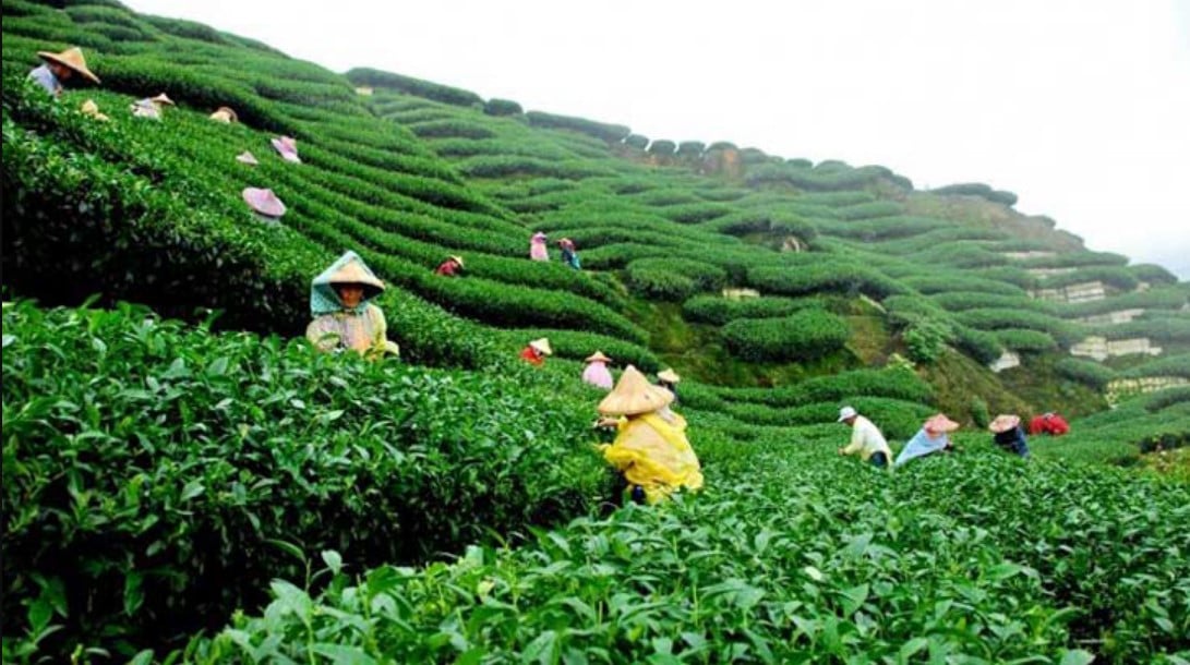 শ্রীমঙ্গল চা-বাগান