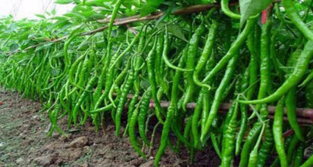 কাঁচা-মরিচ