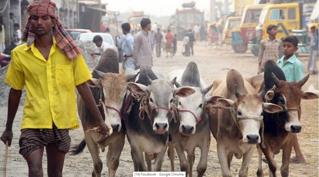 কোরবানি