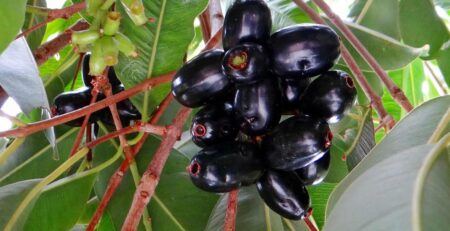 জামের এই উপকারিতাগুলো জেনে নিন জাম