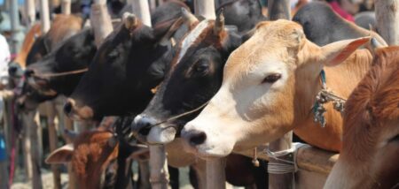 পশু ক্রয়