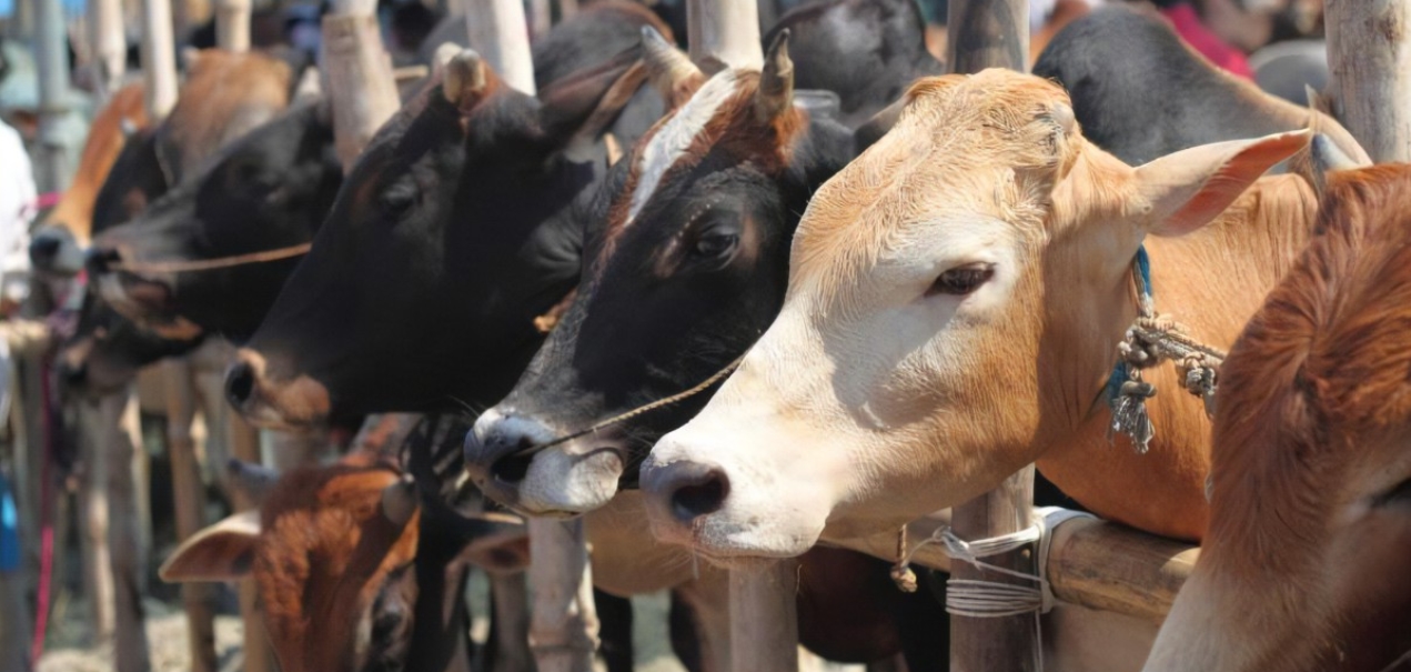 পশু ক্রয়