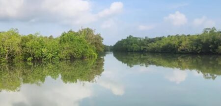 সুন্দরবন রিজার্ভ ফরেস্টের ১০ কিমির মধ্যে নতুন শিল্পপ্রতিষ্ঠান বা প্রকল্প নির্মাণে নিষেধাজ্ঞা সুন্দরবন