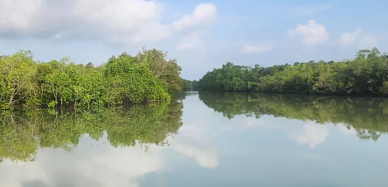 সুন্দরবন