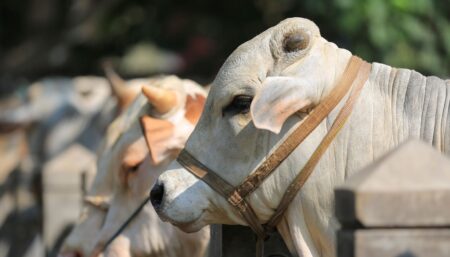 who should do qurbani