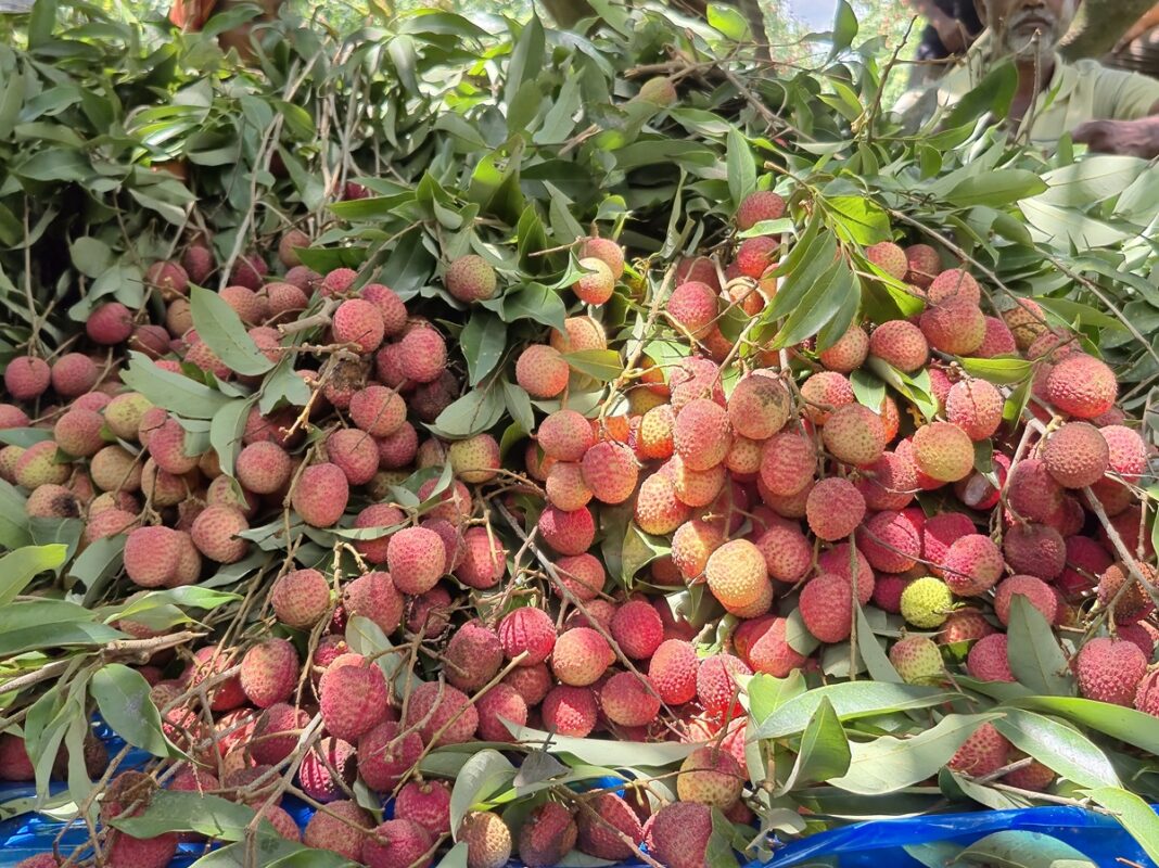 ঠাকুরগাঁওয়ে রঙিন লিচুর