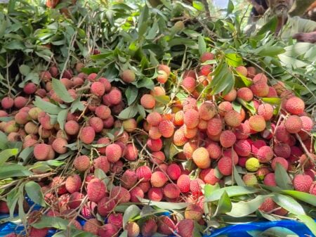 ঠাকুরগাঁওয়ে রঙিন লিচুর