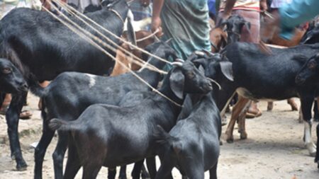 কোরবানির হাটে আদরের