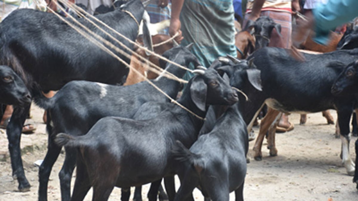 কোরবানির হাটে আদরের