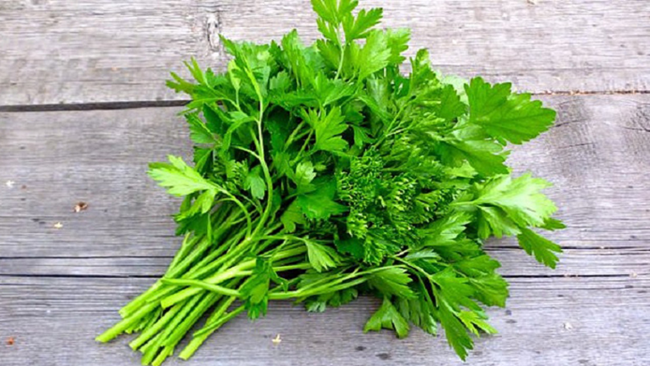 Coriander