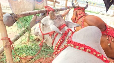 Cow