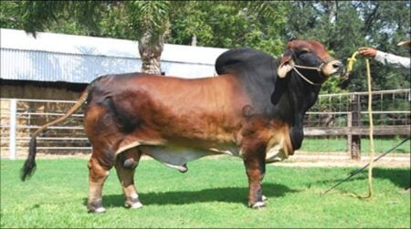 Cow