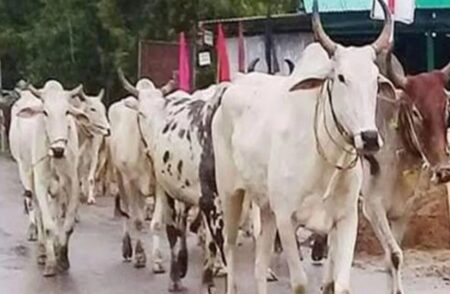 Cow