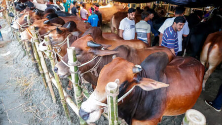 ভিড় বেড়েছে রাজধানীর পশুর হাটে, বেচাকেনাও জমজমাট Cow Haat