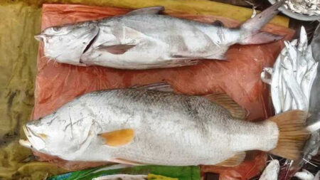 বড়শিতে উঠে এলো ২২ কেজির কোরাল ও ১৭ কেজির রিঠা মাছ Fish