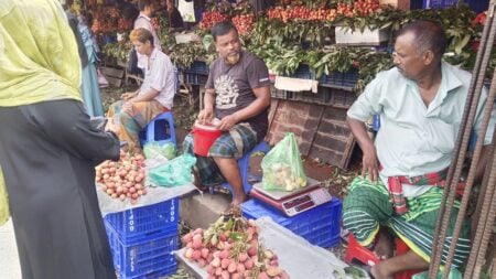 মানিকগঞ্জে কেজি দরে বিক্রি হচ্ছে লিচু, হতাশ ক্রেতারা Lichi