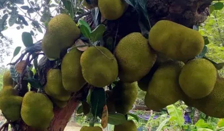 Jackfruit