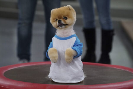 JiffPom:The Fluffy Icon of Social Media Stardom