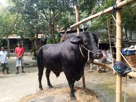 Kaligonj-Gazipur-The Negro is shaking (2) (1)