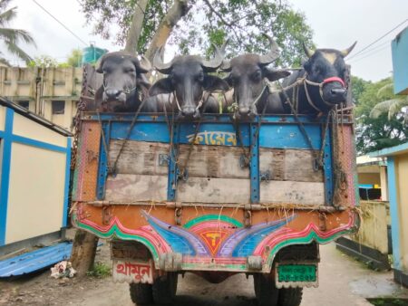Kaligonj-Gazipur-Truck loaded with cattle hijacked, police rescue it in 40 minutes in quick operation!- (2)
