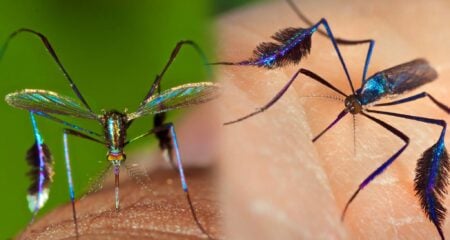 পৃথিবীর সবচেয়ে সুন্দর মশা, রয়েছে রহস্যজনক পালক Mosa