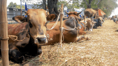 Eid ul Adha Significance