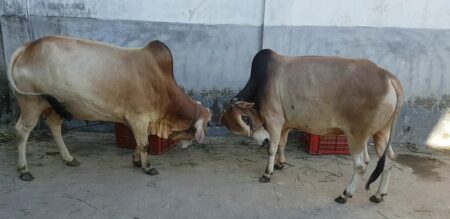 কোরবানির পশু