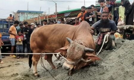 ঈদুল আজহা পশুর আচরণ