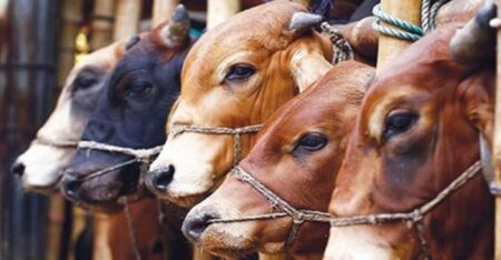 ঈদুল আজহার গরুর দাম