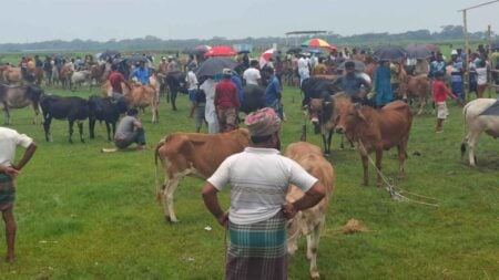 ঈদুল আজহার সময় পরিবেশবান্ধব কোরবানির ধারণা কেন দরকার ঈদুল আজহা পরিবেশ