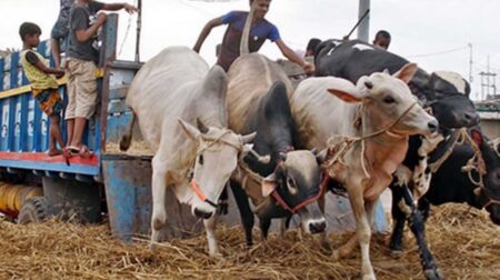 ঈদুল আজহা পশু পরিবহন