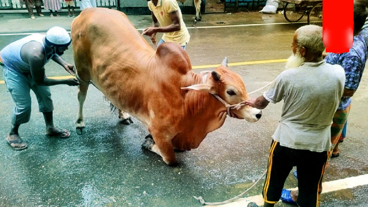 ঈদুল আজহা ভিডিও বিতর্ক
