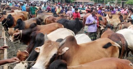 রাজধানীতে জমে উঠেছে কোরবানির পশুর হাট, দাম নিয়ে খুশি ক্রেতারা কোরবানির পশুর হাট