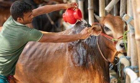 ঈদুল আজহার হালাল কোরবানি