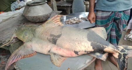 পদ্মায় ধরা পড়ল ৪২ কেজির বিশাল বাঘাইড়, ৬২ হাজার টাকায় বিক্রি বাঘাইড়