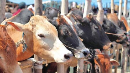 কোরবানির পশুর যোগ্যতা