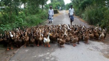 দুই সহস্রাধিক হাঁস