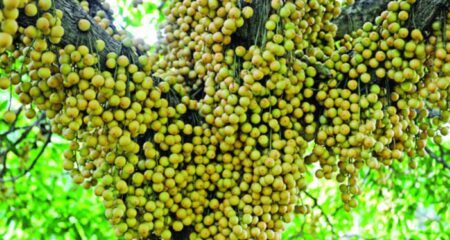 পাহাড়ি ফল