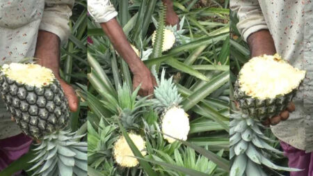 কৃষকের ৪ হাজার আনারস গাছ কেটে ফেলল দুর্বৃত্তরা pineapple tree