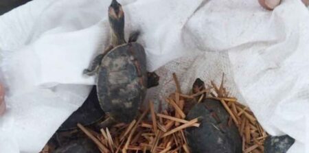 কড়ি কাইট্টা কচ্ছপ