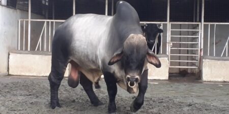 ঈদুল আজহা গরুর নাম