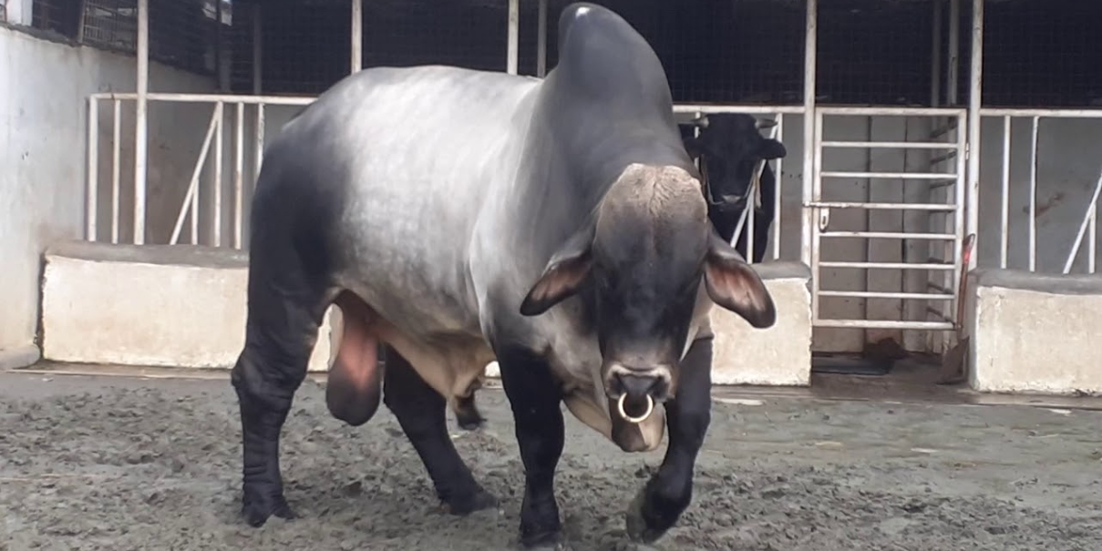 ঈদুল আজহা গরুর নাম