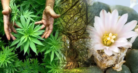 ৭টি গাছ, যা বিশ্বে সবচেয়ে পবিত্র বলে মনে করা হয় গাজা