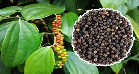 গোল মরিচের চাষ পদ্ধতি, হবে বাম্পার ফলন গোল মরিচ